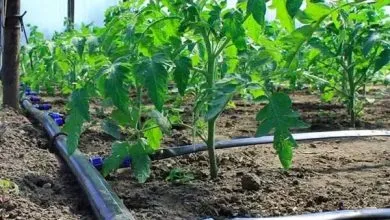 اینفوگرافیک؛ تجهیز ۴۱ هزار هکتار از اراضی خراسان‌شمالی به آبیاری نوین